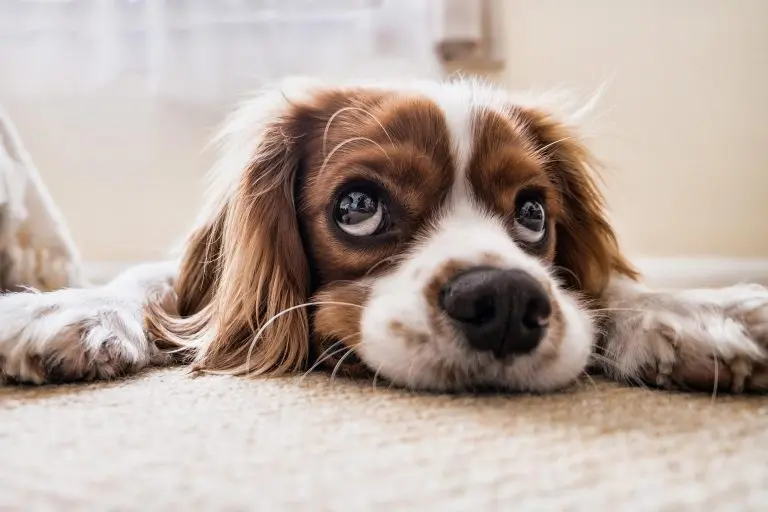 local Carpet Cleaning